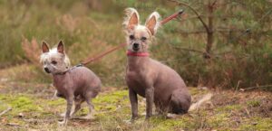 tani sklep zoologiczny online