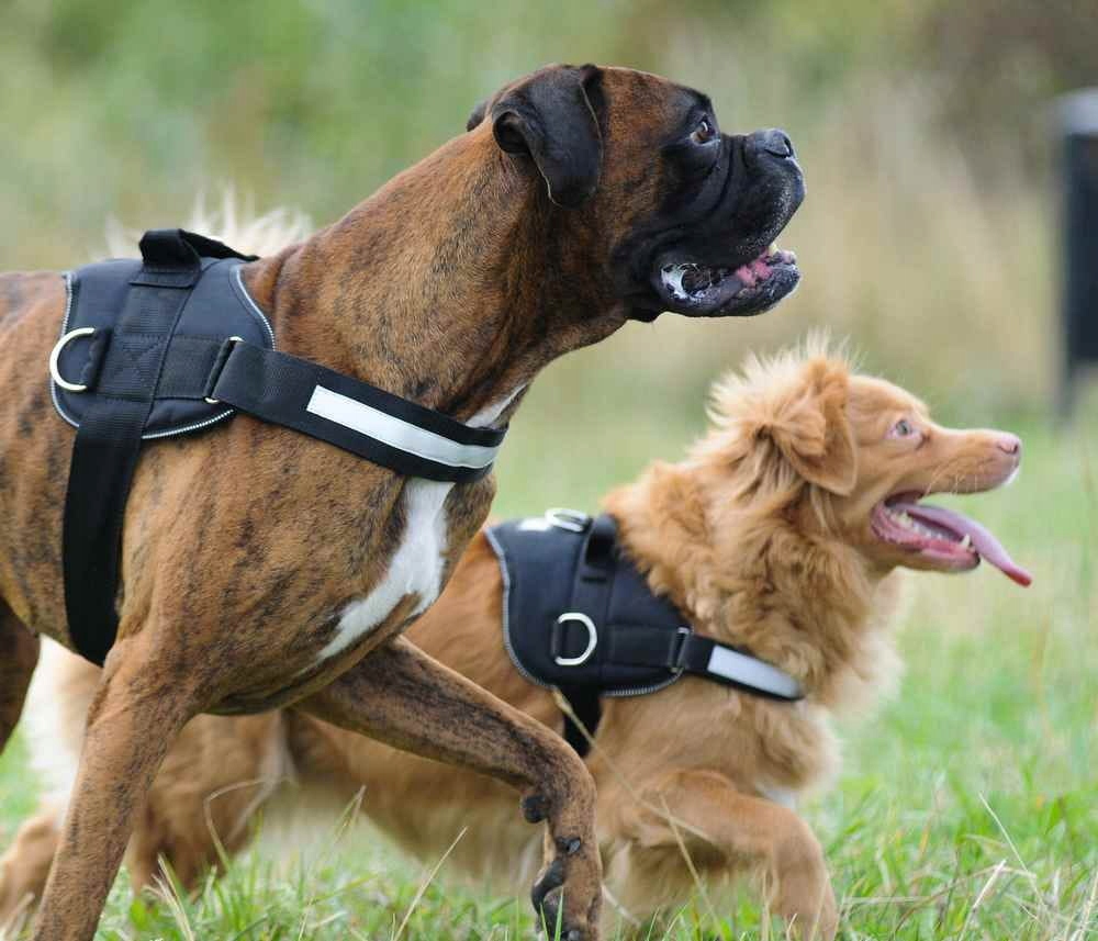 Szelki dla psa Dingo Strong czarne rozmiar 3 - Image 2
