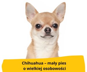 PIES RASY Chihuahua – mały pies o wielkiej osobowości