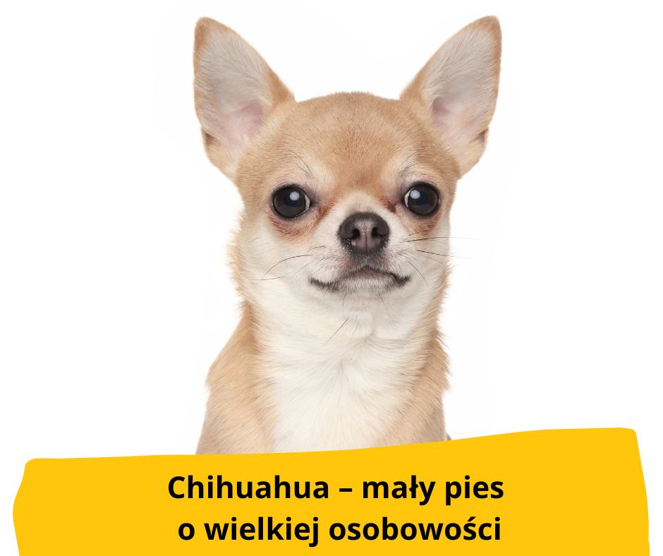 PIES RASY Chihuahua – mały pies o wielkiej osobowości