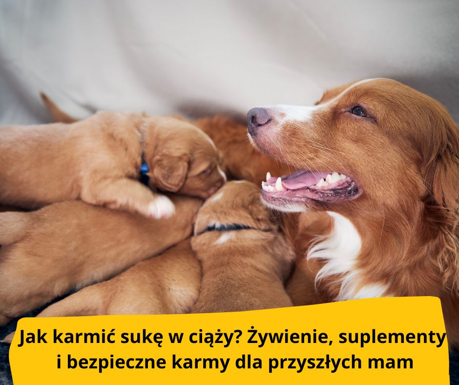 blog-fika-town-karmienie-suki-w-ciąży