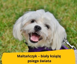 blog-fika-town-maltańczyk