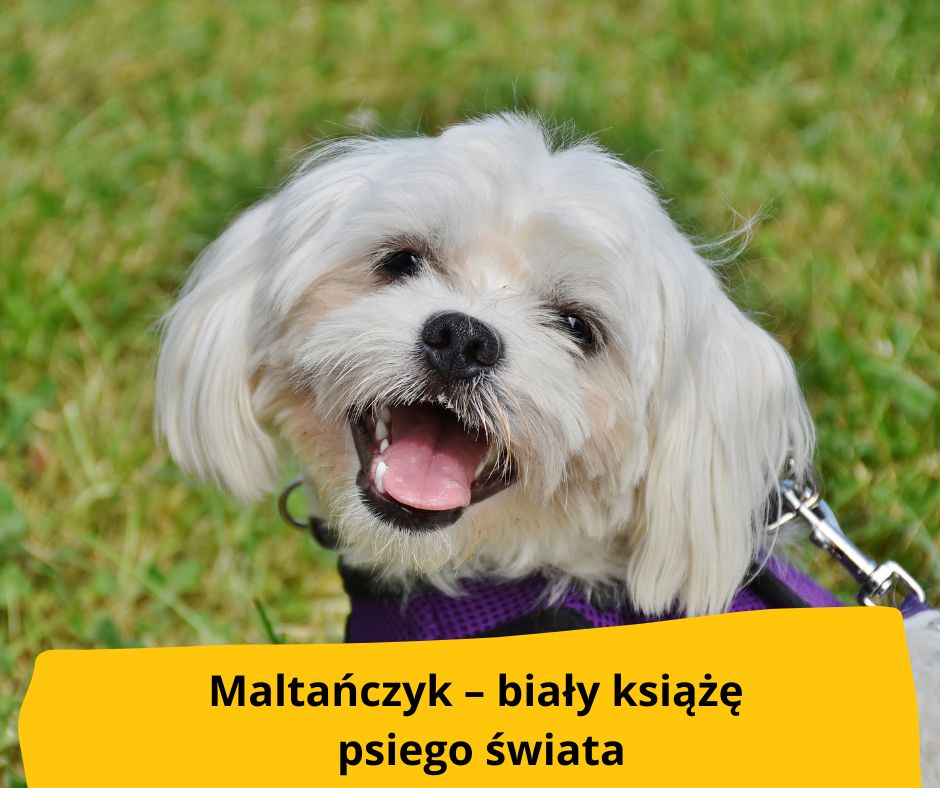 blog-fika-town-maltańczyk