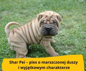 blog-fika-town-Shar Pei