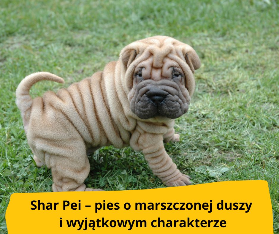 blog-fika-town-Shar Pei