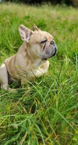 buldog francuski Peppino po zjedzeniu karmy Zeezu Dog Jeleń z łososiem