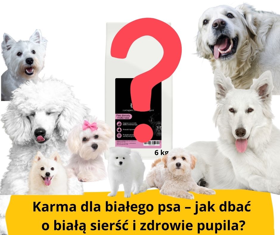 blog-fika-town-karma-dla białych psów zeezu dog łosoś