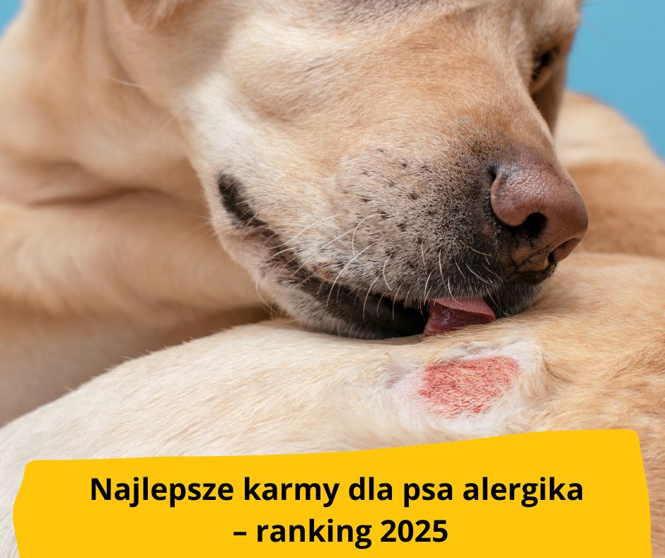 blog-fika-town-karma-dla-psa-alergika