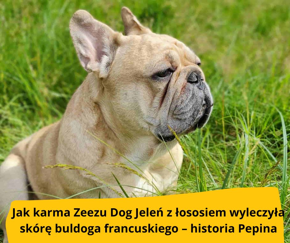 blog-fika-town-karma-zeezu-dog-jelen-z-lososiem-historia-pepina