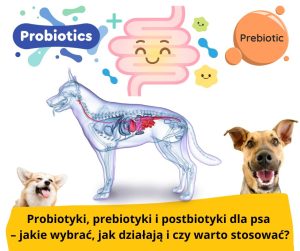 blog-fika-town-probiotyk-prebiotyk-postbiotyk