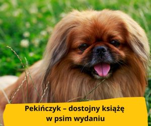 blog fika town pekińczyk