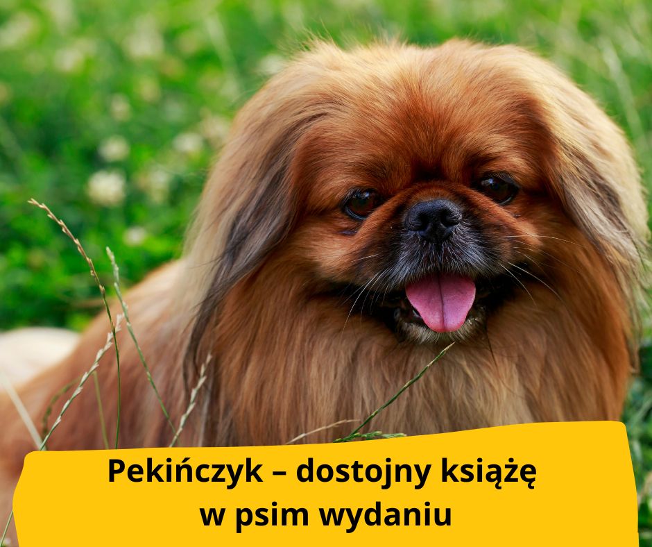 blog fika town pekińczyk
