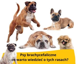 blog fika town psy brachycefaliczne