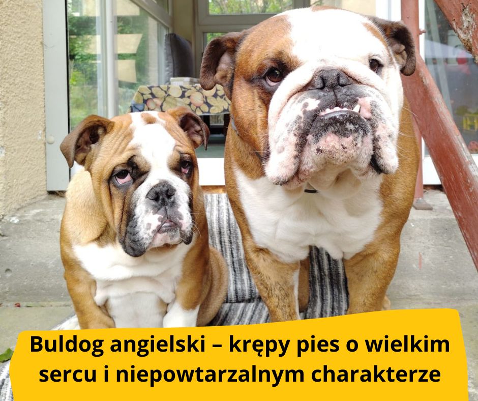 blog fika town psy bulgog angielski