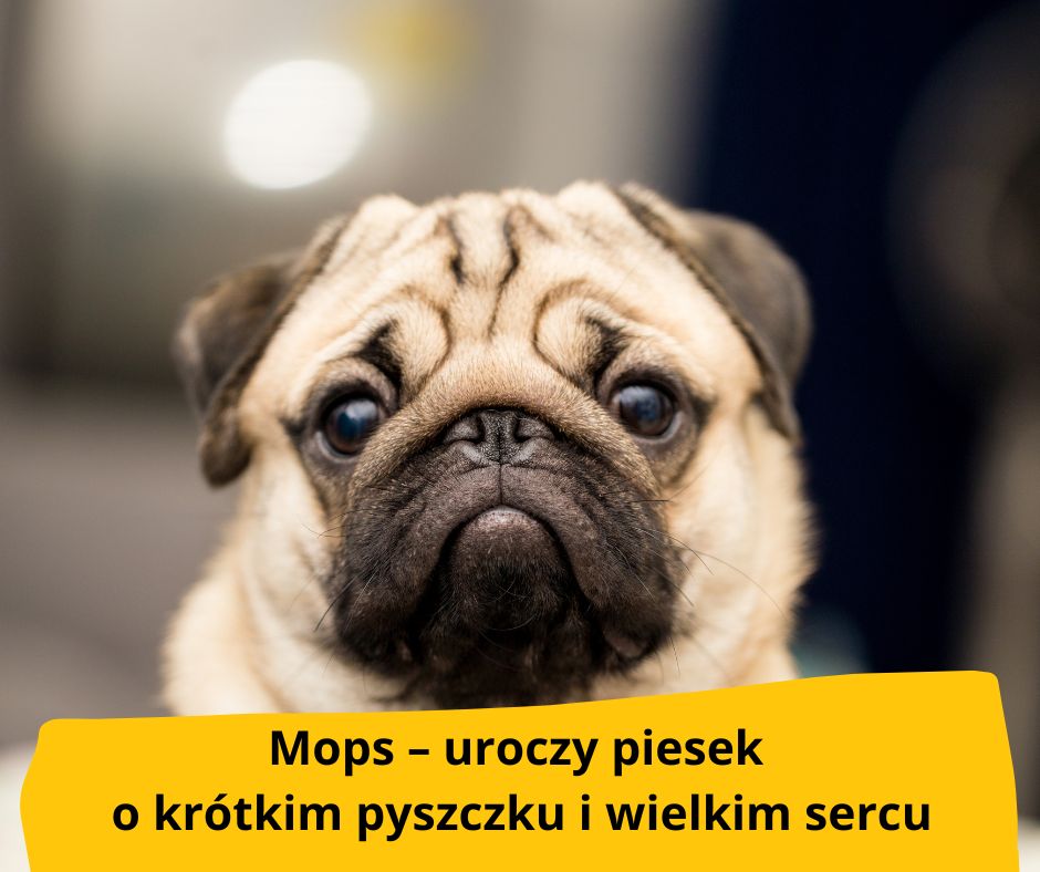 blog fika town psy mops