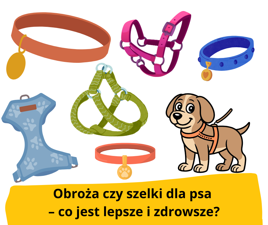 blog fika town szelki czy obroża dla psa
