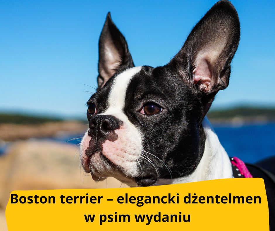 blog fika town boston terier