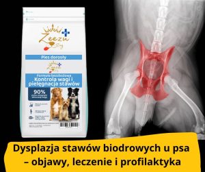 blog fika town dysplazja stawów biodrowych u psa