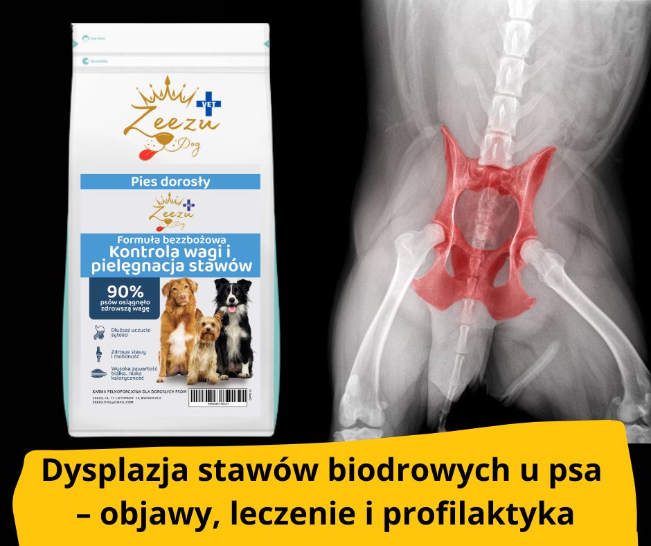 blog fika town dysplazja stawów biodrowych u psa