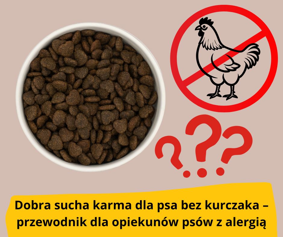 blog fika town karma bez kurczaka przewodnik