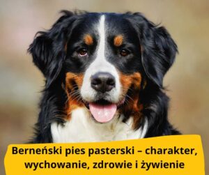 blog fika town Berneński pies pasterski