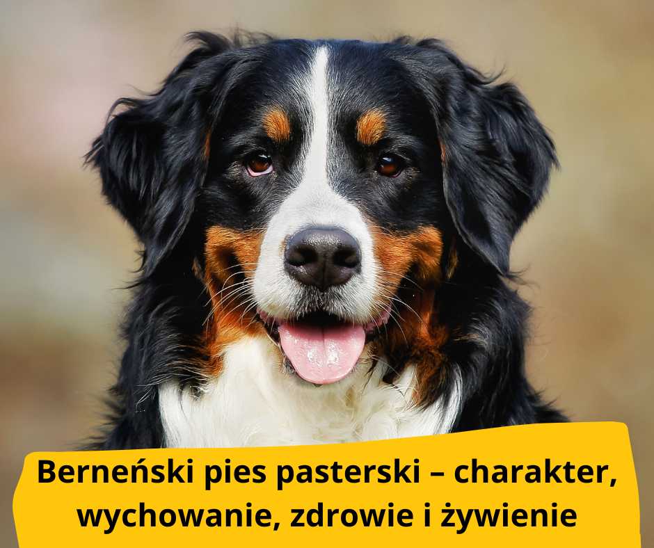 blog fika town Berneński pies pasterski