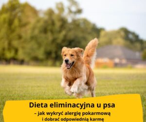 blog fika town dieta eliminacyjna psa