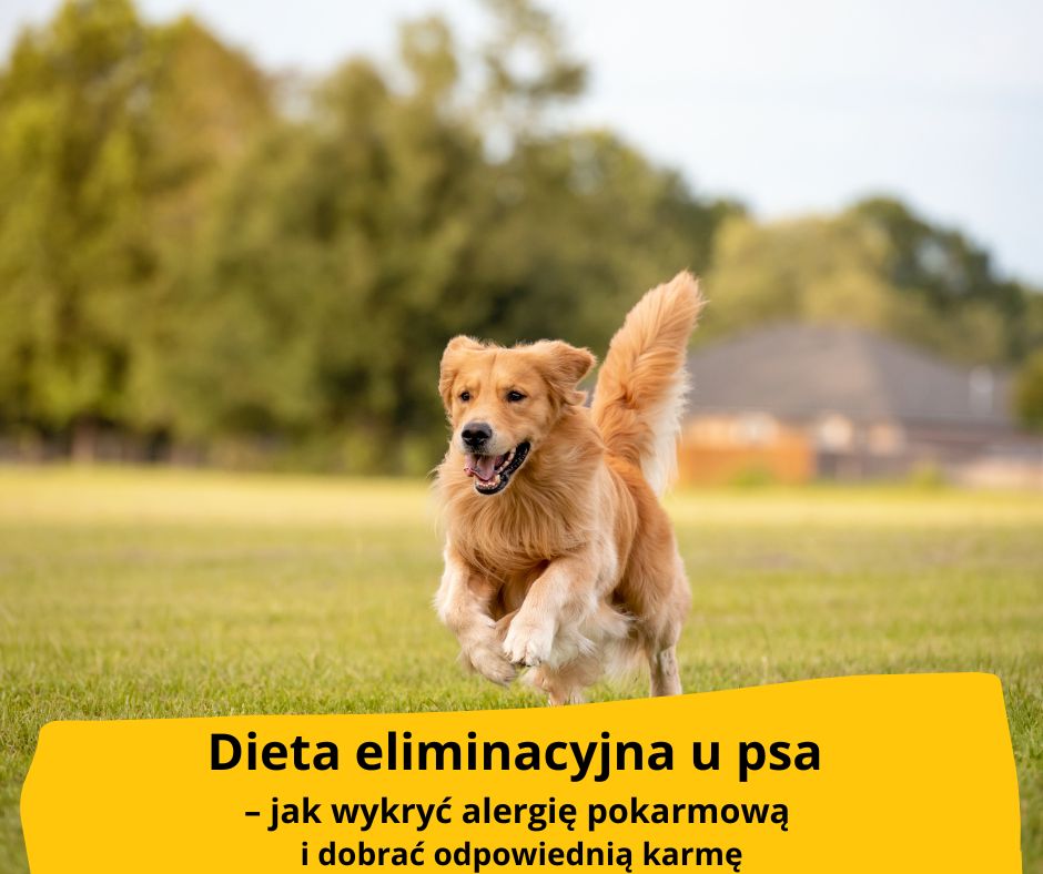 blog fika town dieta eliminacyjna psa