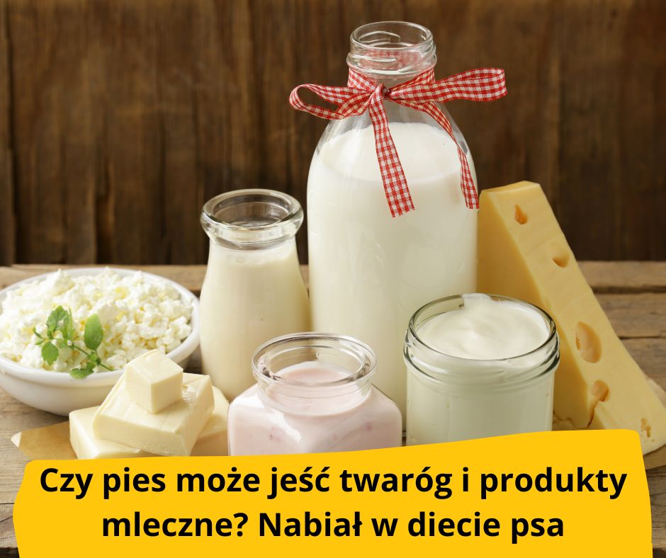 blog fika town nabiał w diecie psa