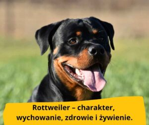 blog fika town rottweiler
