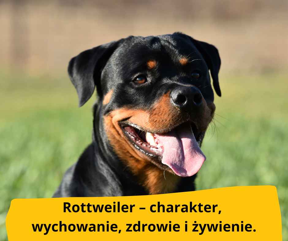 blog fika town rottweiler