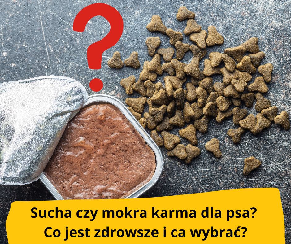 blog fika town sucha czy mokra karma dla psa
