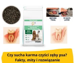 blog fika town zeezu dog vet dental