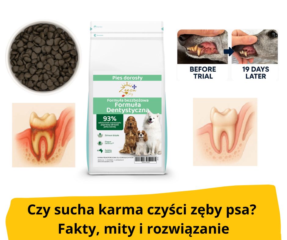 blog fika town zeezu dog vet dental