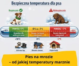 blog fika pies na mrozie od jakiej temperatury marznie